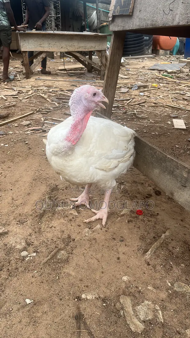 White Turkey - 10.2kg - 1