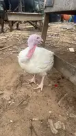 White Turkey - 10.2kg - 1