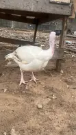 White Turkey - 10.2kg - 2