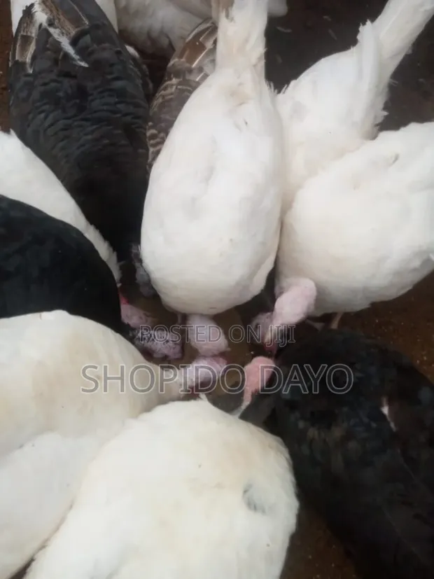 Local Turkey Layers - 25 Birds - 1