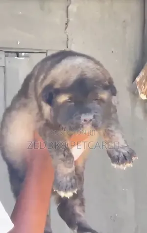 Purebred Caucasian Shepherd Puppy, 1-3 Months Old, Female