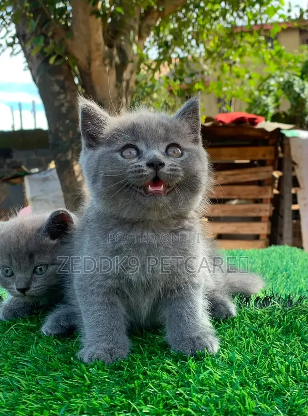 British Shorthair Kitten - 1-3 Months Old - 1