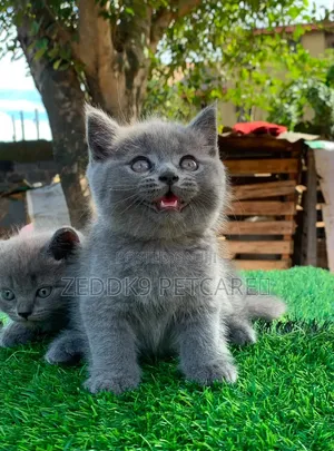 British Shorthair Kitten - 1-3 Months Old
