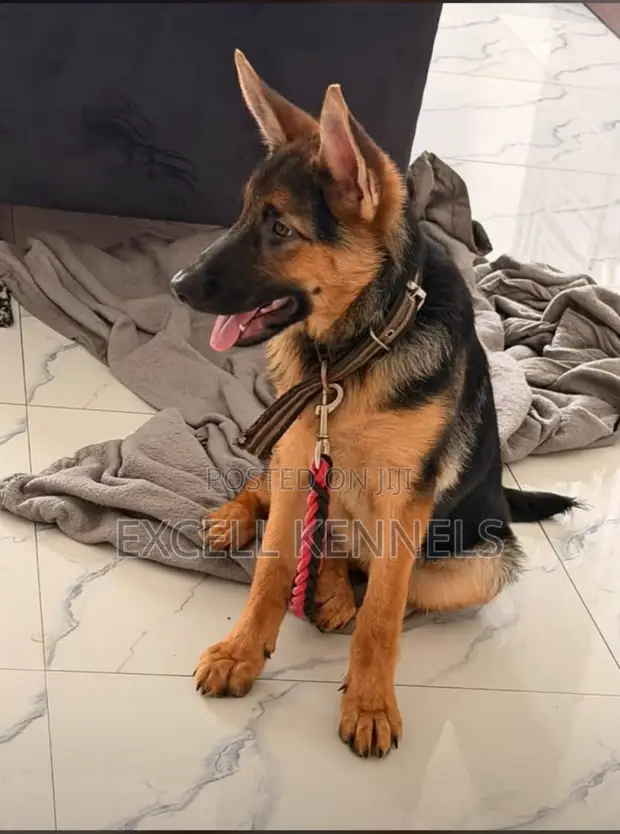 4-Month-Old Female Purebred German Shepherd Puppy - 1