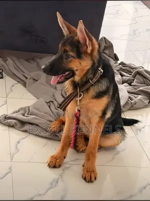 4-Month-Old Female Purebred German Shepherd Puppy