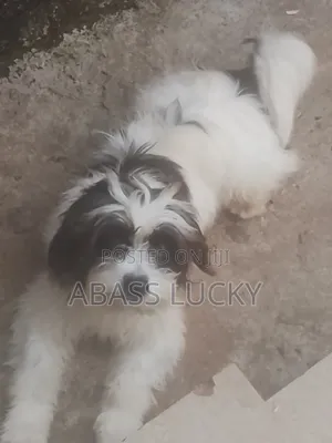 Lhasa Apso Mai Tsarki - Namiji Mai Sama da Shekara 1