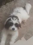 Lhasa Apso Mai Tsarki - Namiji Mai Sama da Shekara 1 - 1
