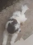 Lhasa Apso Mai Tsarki - Namiji Mai Sama da Shekara 1 - 2