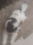 Lhasa Apso Mai Tsarki - Namiji Mai Sama da Shekara 1 - 3