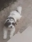Lhasa Apso Mai Tsarki - Namiji Mai Sama da Shekara 1 - 4