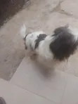 Lhasa Apso Mai Tsarki - Namiji Mai Sama da Shekara 1 - 5