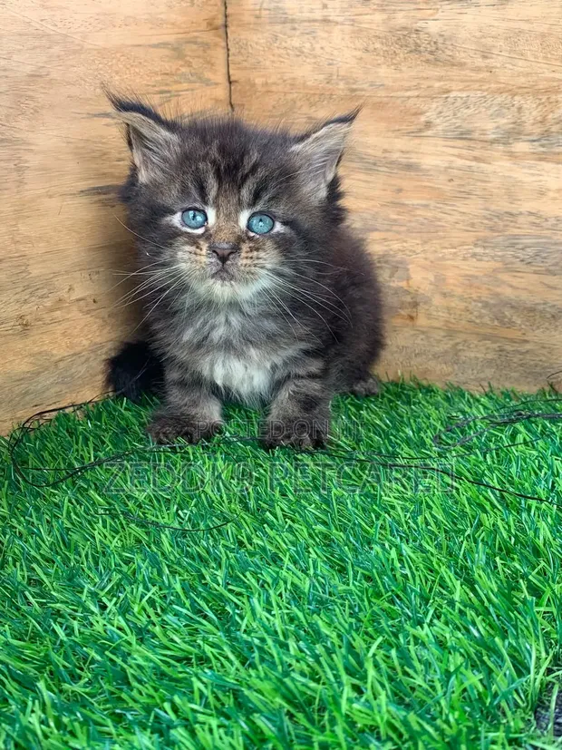 Purebred Maine Coon Tabby Kitten - 1-3 Months - 1