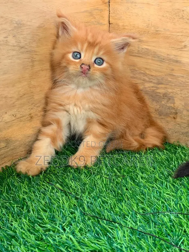 Purebred Maine Coon Kitten - 1-3 Months - 1
