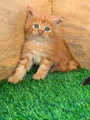 Purebred Maine Coon Kitten - 1-3 Months