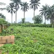 1 Acre Filin Kasuwa a Moniya, Ibadan - 2