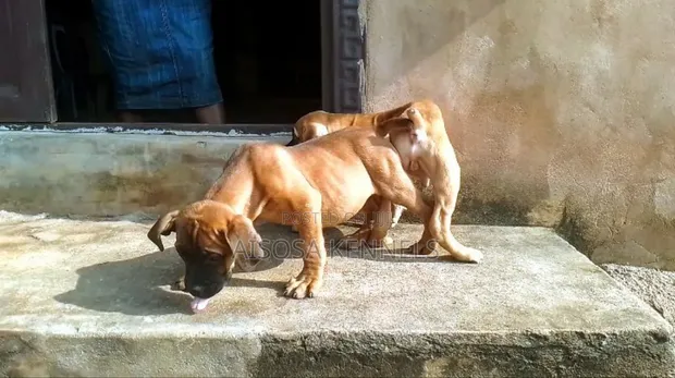 Zakin Boerboel Mai Tsarki - Watan 1-3 - 1