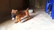 Zakin Boerboel Mai Tsarki - Watan 1-3 - 2