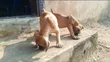 Zakin Boerboel Mai Tsarki - Watan 1-3 - 3