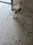 Yar Chihuahua mai wata 2, nau'in gauraye - 2