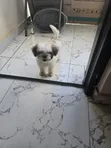 Yar Chihuahua mai wata 2, nau'in gauraye - 4
