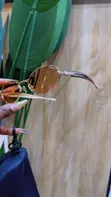 Kayan Kyau - Baƙi - 3