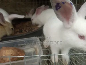 Rabbit Growers - 3 Months Old