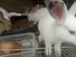 Rabbit Growers - 3 Months Old - 1