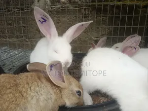 Rabbit Growers - 3 Months Old