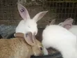 Rabbit Growers - 3 Months Old - 2