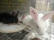 Rabbit Growers - 3 Months Old - 3