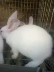 Rabbit Growers - 3 Months Old - 4