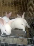 Rabbit Growers - 3 Months Old - 5