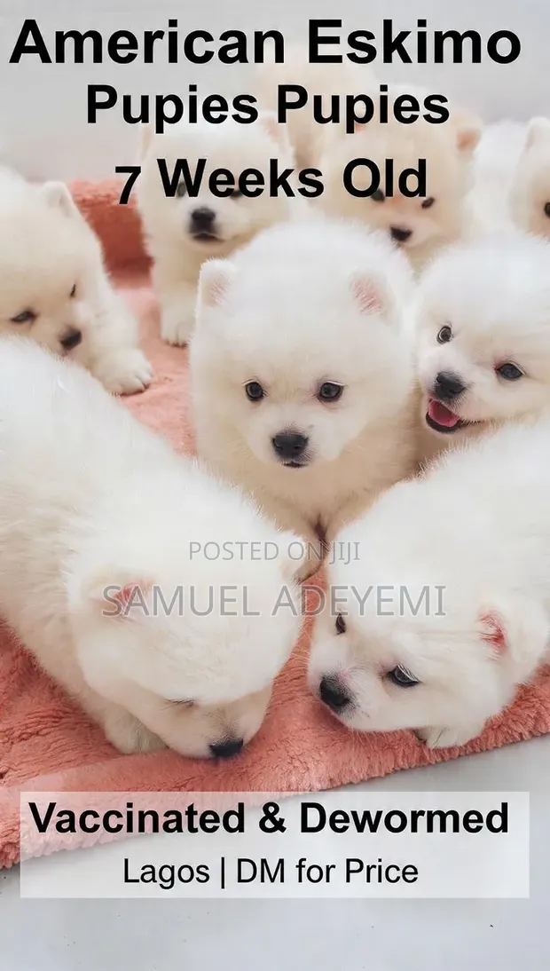 Kare Mai Ciki Mai Wata 1-3, Tsarkakakkiyar Jinsin Lhasa Apso - 1