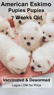 Kare Mai Ciki Mai Wata 1-3, Tsarkakakkiyar Jinsin Lhasa Apso - 1