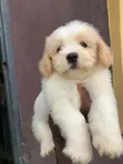 Kare Mai Ciki Mai Wata 1-3, Tsarkakakkiyar Jinsin Lhasa Apso - 2