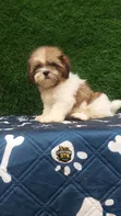 Kare Mai Ciki Mai Wata 1-3, Tsarkakakkiyar Jinsin Lhasa Apso - 3