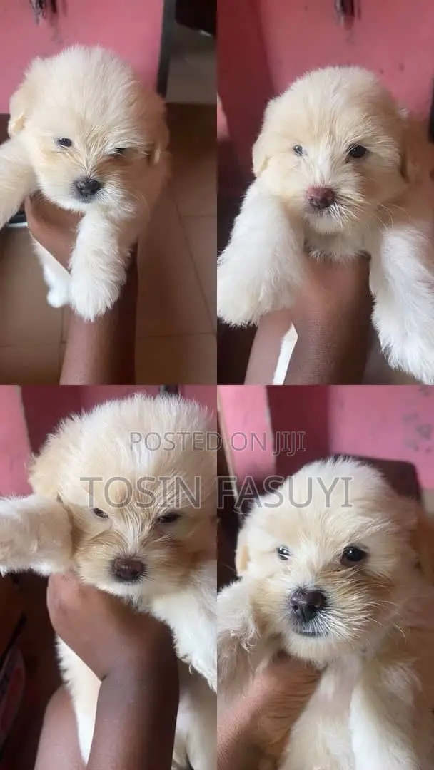 Female Lhasa Apso Puppy, 0-1 Month - 1