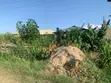 Half Plot of Land for Sale, Oluodo Adegbose - 4