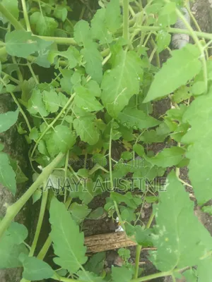 1926 sqm Residential Land for Sale in Gwarinpa