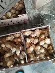 Day Old Layer Chicks - 1