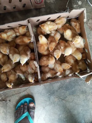 Day Old Layer Chicks