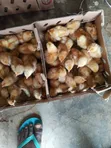 Day Old Layer Chicks - 4
