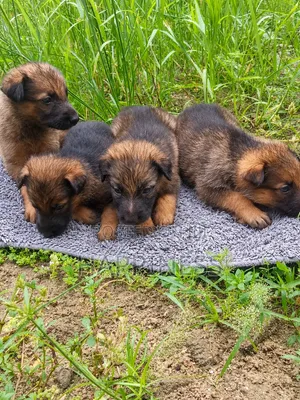 1-3 Month Female Purebred German Shepherd Puppy