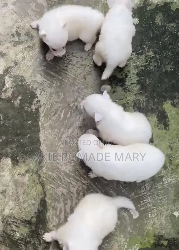Purebred American Eskimo Puppy - 1-3 Months Male - 1