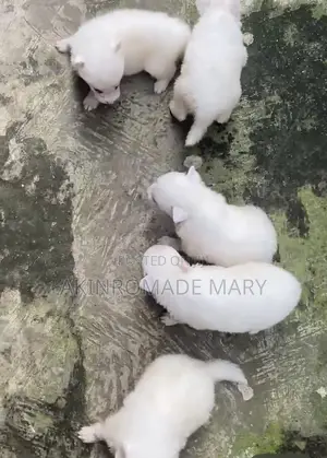 Purebred American Eskimo Puppy - 1-3 Months Male