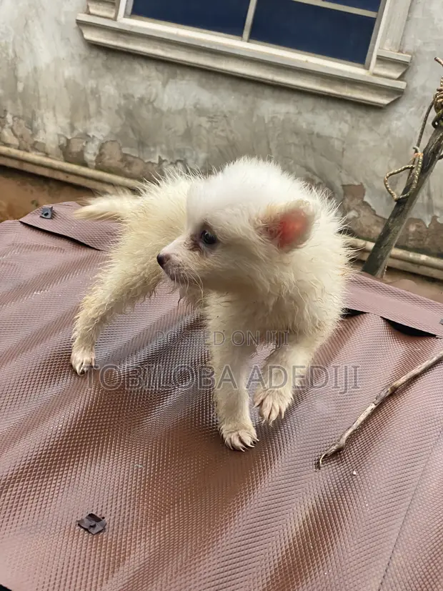 Kare American Eskimo Namiji Mai Watanni 1-3 - 1