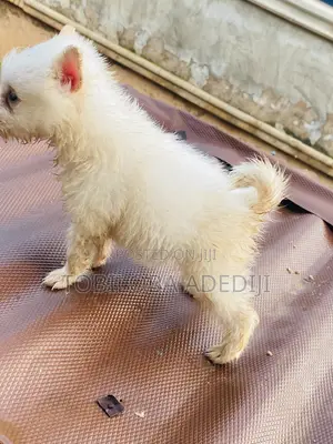 1-3 Month Female Purebred American Eskimo Puppy