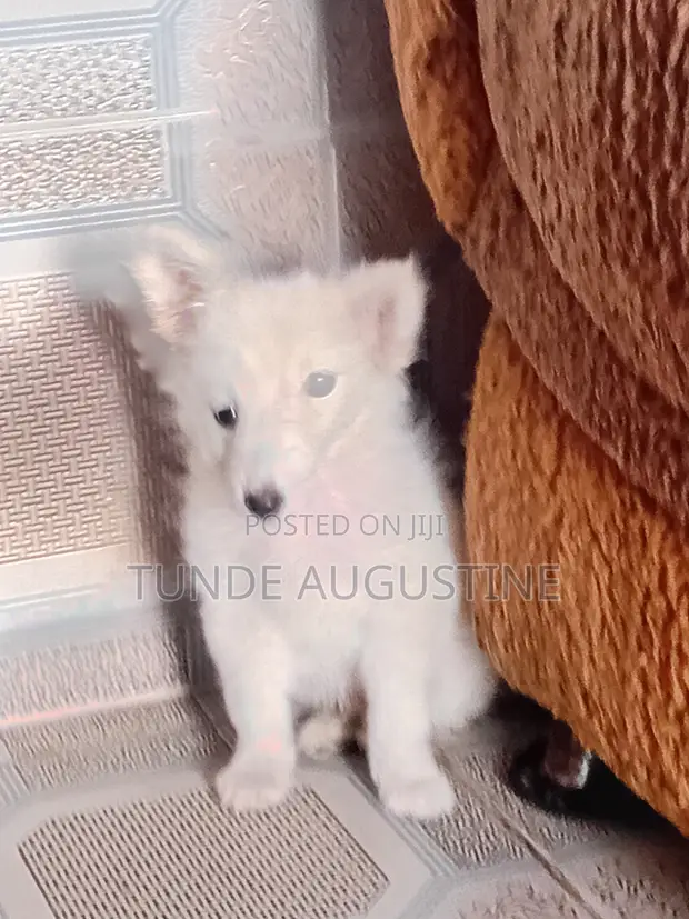 1-3 Month Male Purebred American Eskimo Puppy - 1