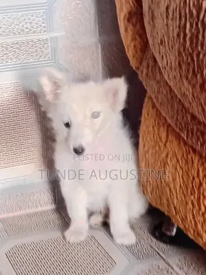 1-3 Month Male Purebred American Eskimo Puppy