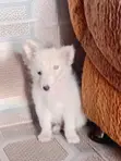 1-3 Month Male Purebred American Eskimo Puppy - 1